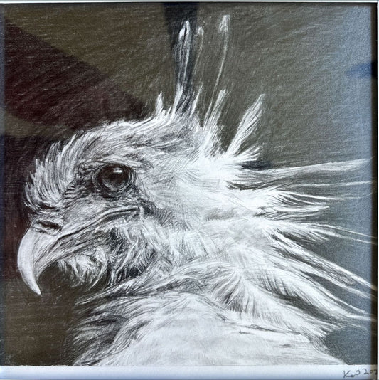 Eagle，Graphite on paper